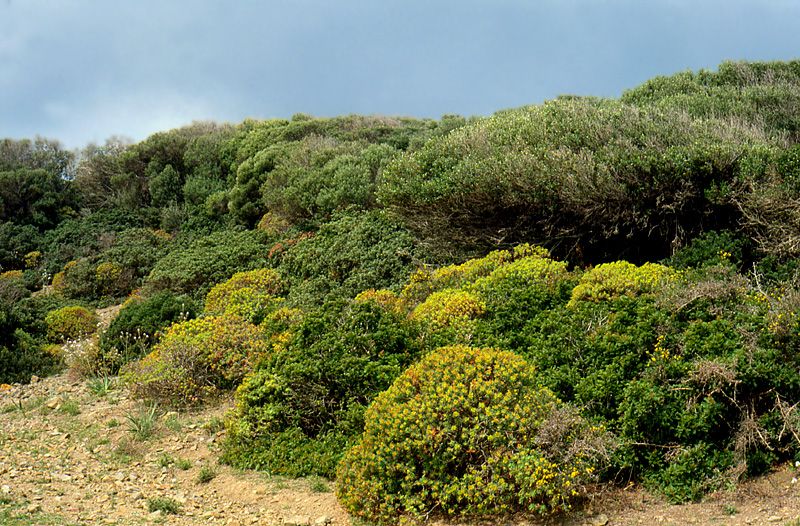 Photographies de plantes et d’arbres typiques de la région de Les Garrigues, tels que chênes verts, chênes rouvres et sous-bois de type maquis composé de chênes kermès, d’aubépines, de cytises épineux, d’ajoncs et de thym
