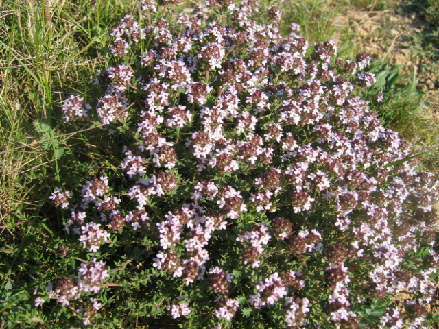 Photographies de plantes et d’arbres typiques de la région de Les Garrigues, tels que chênes verts, chênes rouvres et sous-bois de type maquis composé de chênes kermès, d’aubépines, de cytises épineux, d’ajoncs et de thym