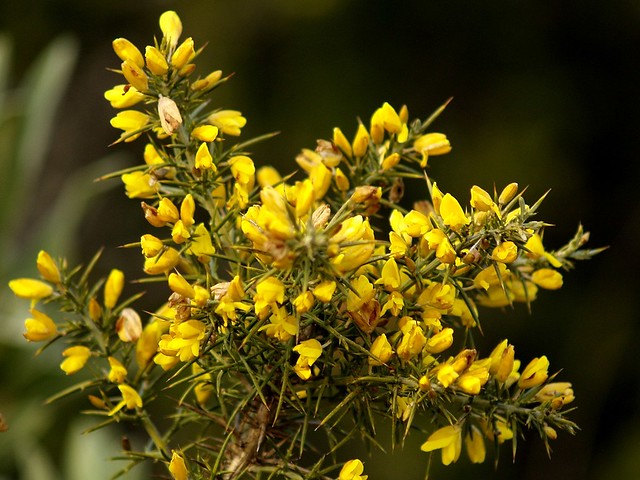 Photographies de plantes et d’arbres typiques de la région de Les Garrigues, tels que chênes verts, chênes rouvres et sous-bois de type maquis composé de chênes kermès, d’aubépines, de cytises épineux, d’ajoncs et de thym